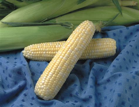 jackpot sweet corn reviews|Jackpot Sweet Corn (Cruiser Treated) .